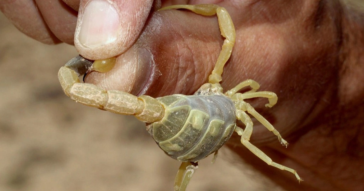 Death scorpion invades Egyptian villages, burning hundreds of people
