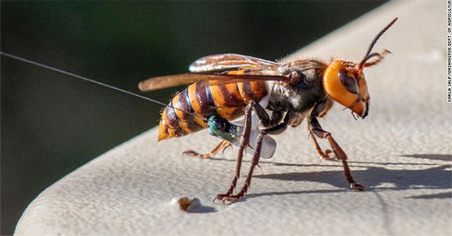 Death trap can lure thousands of killer wasps