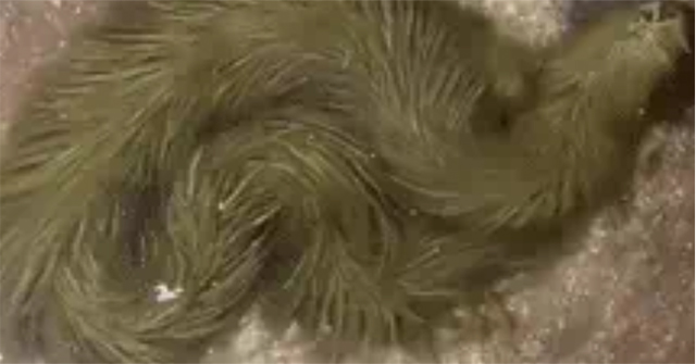 Decipher the creature is said to be 'lucky', the whole body is covered with moss green hair