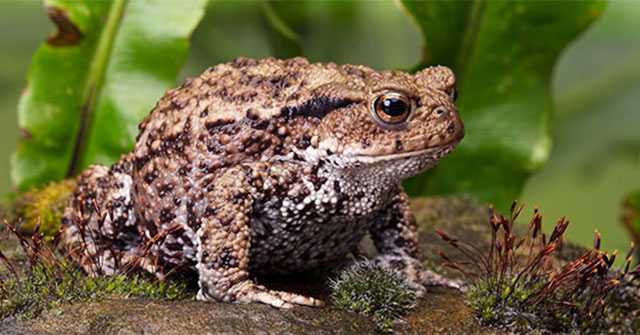 Decipher the mystery of 1000 frogs exploding in the 'lake of death'