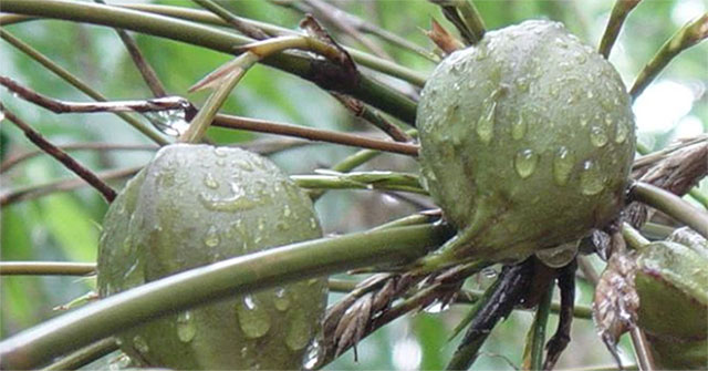 Deciphering the mystery of the tree that bears fruit is a disaster in China and India