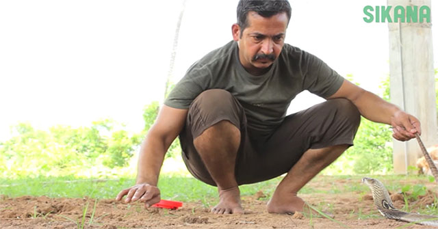 Decoding all body language helps experts 'hypnotize' extremely poisonous cobras