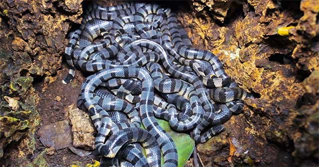 Decoding the 'extremely poisonous snake nest' that appeared on Phu Quy ...