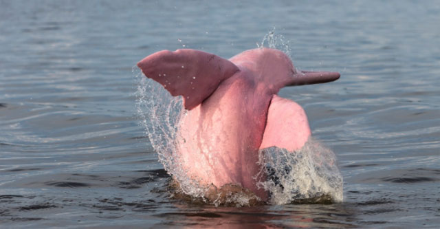 Decoding the mystery of the pink dolphin