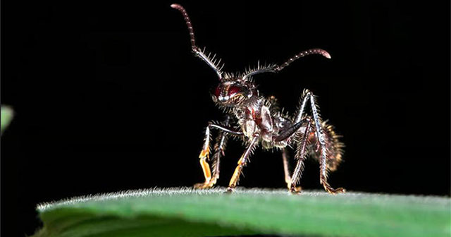 Decoding the reason why bullet ants have the 'most painful sting in the world'