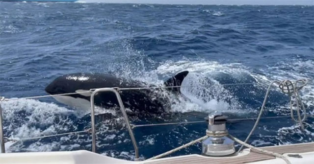 Decoding the reasons why killer whales attack ships