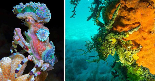 Decorator Crab: The 'chameleon' species on the seabed