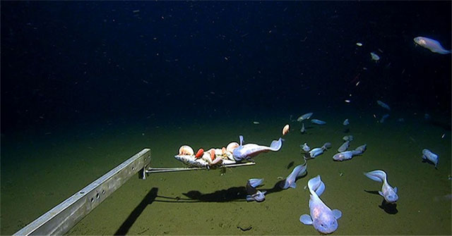 Deepest fish species discovered, equivalent to being crushed by 1,600 elephants