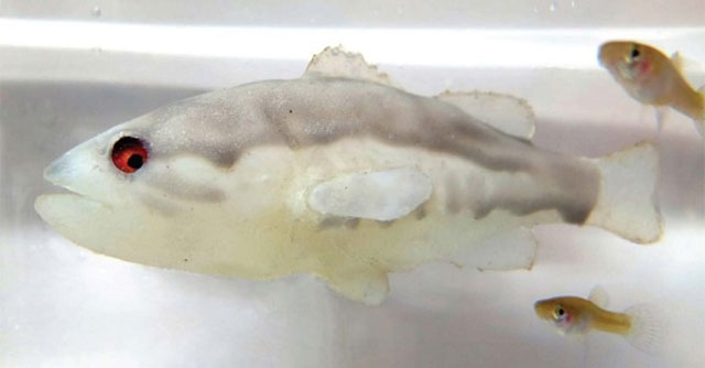 Design a robot fish to repel invasive fish