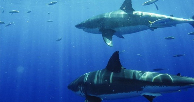 Despite being called a 'shark', this species has the best body in the world, not a single individual is overweight.