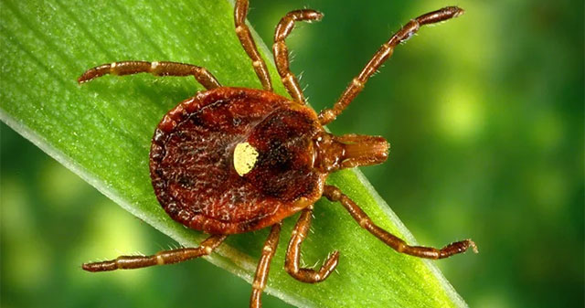 Detecting a deadly virus that is spreading fast
