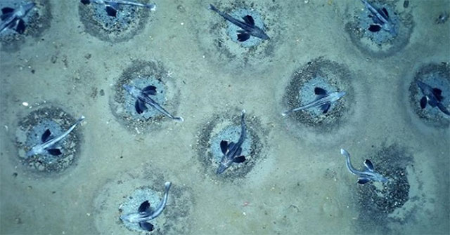 Detecting a population of 60 million ice fish nests on the bottom of the Antarctic sea