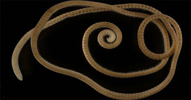 Detecting an underground creature with a record of 1,306 feet