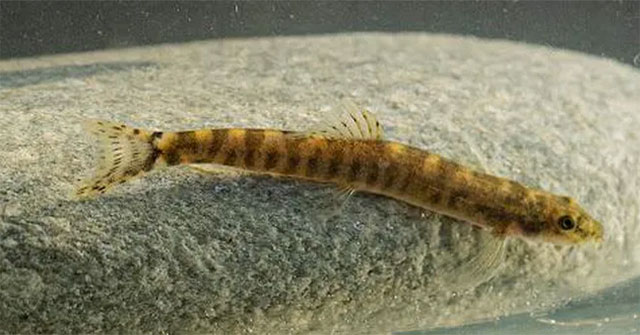 Detecting freshwater fish that disappeared suddenly for nearly 50 years