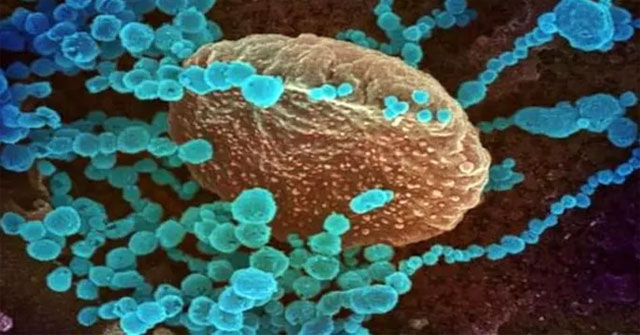 Detecting new corona virus infecting humans