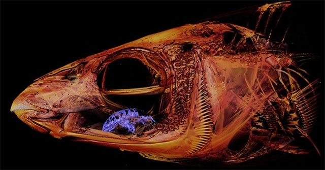 Detecting parasitic tongue-eating lice in fish's mouth