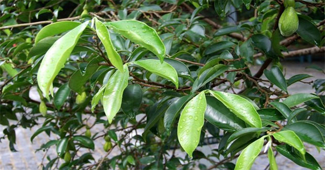 Detecting substances in Bach Moc Huong have the ability to fight cancer