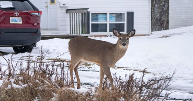 Detecting the first case of deer infecting people with Covid-19 in Canada