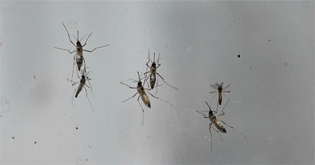 Detection of a dangerous West African mosquito capable of causing malaria