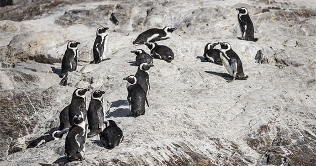 Detection of H5N1 avian influenza virus on penguin carcasses in Antarctica