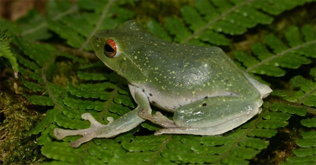 Detection of tree frogs and brown dwarf frogs in Vietnam
