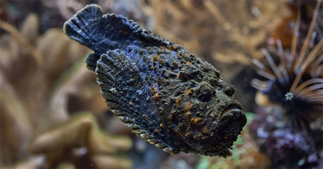 Devil-faced fish - The most dangerous fish in the world
