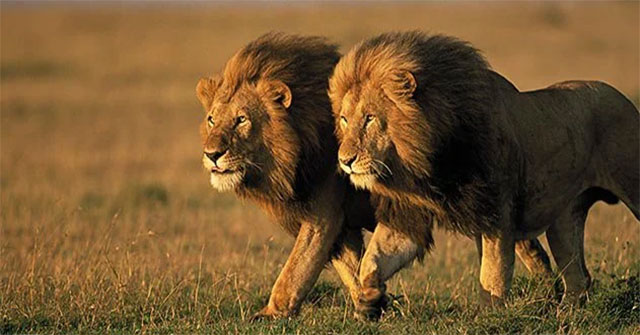 Did climate change make ancient lions and bears extinct?