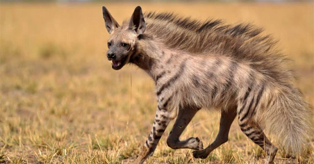 Did you know: Are hyenas dogs or cats?