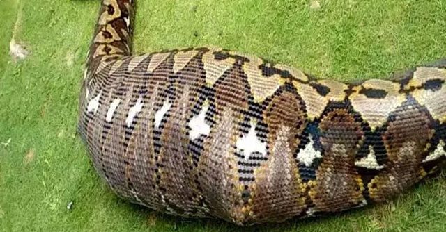Digging the road, workers encountered a giant Anaconda with a 'strange tumor'!