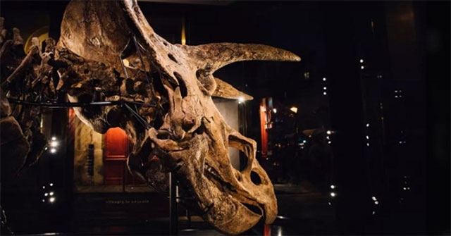 Dinosaur fossils were pierced by their own kind