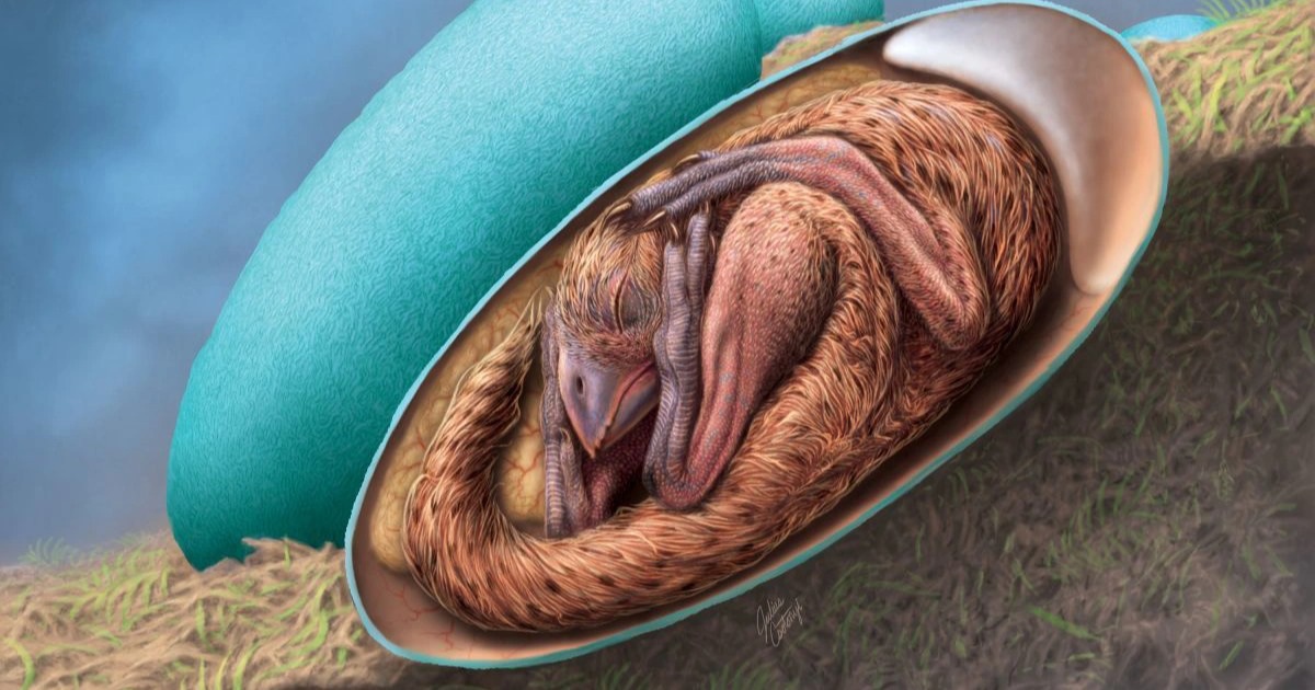 Dinosaurs intact inside a 70-million-year-old egg