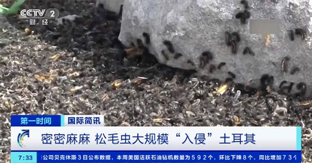 Disaster after historic earthquake in Türkiye: Millions of caterpillars land, images make everyone 'shudder'