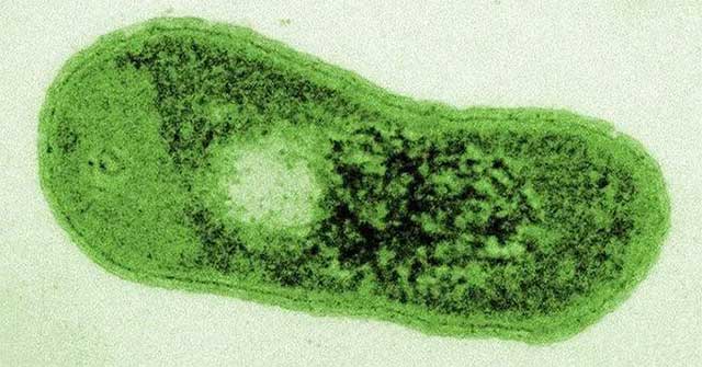 Discover a species of desert bacteria with a unique photosynthetic ability