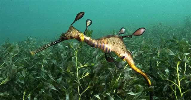 Discover the fish family with the most monstrous species in the world