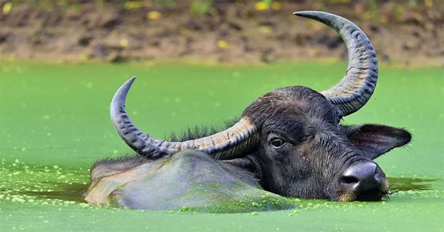 Discover the secret of the water buffalo