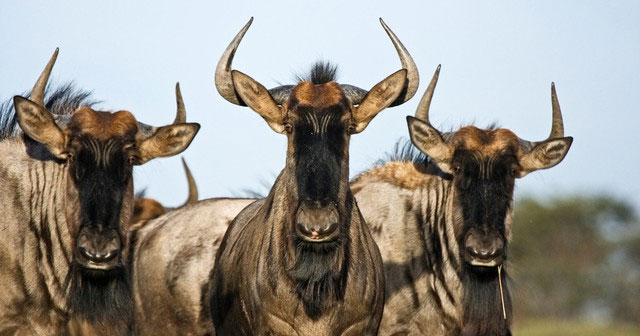 Discover the secrets of the wildebeest in the African grasslands!