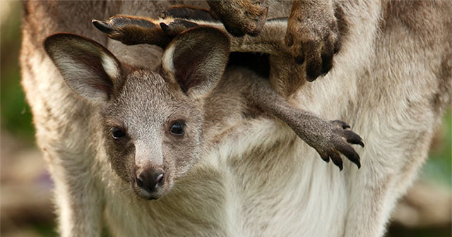 Discover the special thing inside the mother kangaroo's bag