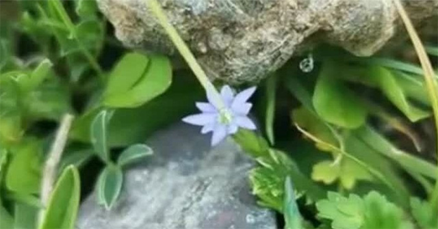 Discover the world's most 'sensitive' flower