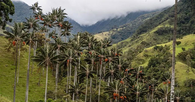 Discover the world's tallest monocotyledonous plant