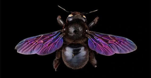 Discover things you may not know about bees