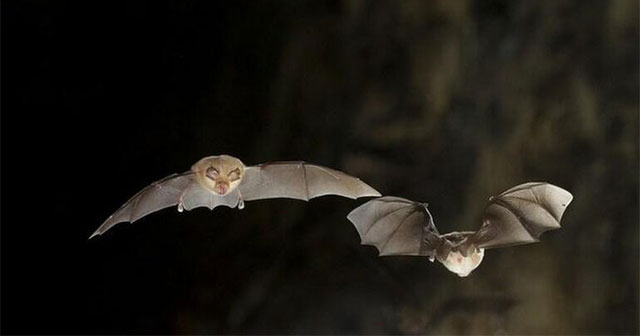 Discovered 3 new corona viruses in bats that can be harmful to humans