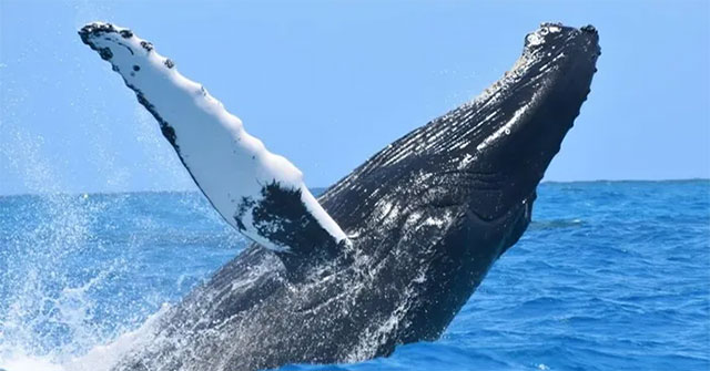 Discovered 7,000 humpback whales starved to death because of the heat wave