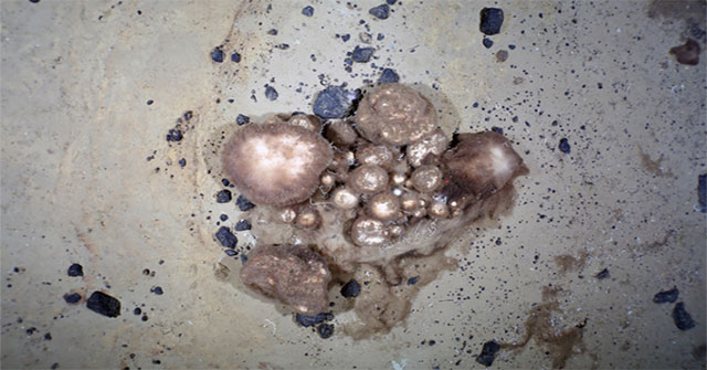 Discovered a 300-year-old sponge garden 15km2 wide on the seabed