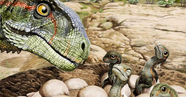 Discovered a dinosaur nest with more than 100 eggs and 80 skeletons