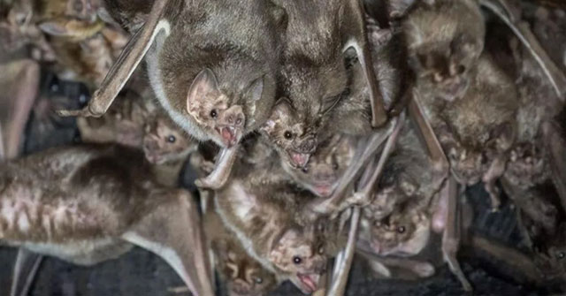 Discovered a gene error that creates vampires - creatures that only drink blood to live
