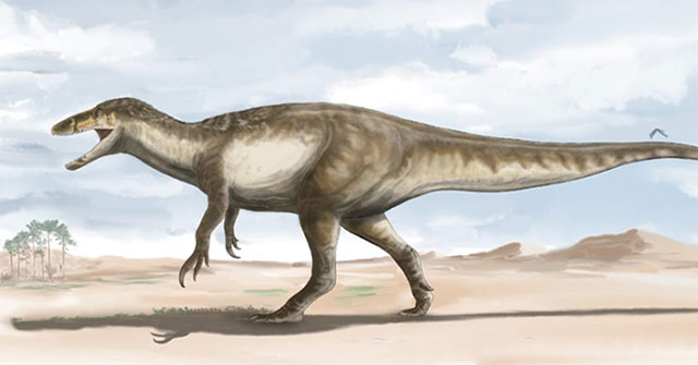 Discovered a new giant predatory dinosaur, up to 10m long