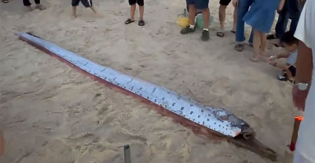 Discovered a silver fish with a strange shape over 4 meters long drifting ashore in Hue
