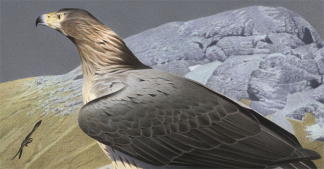 Discovered a species of 'monster bird' that specializes in eating giant birds