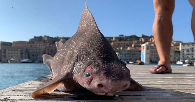Discovered a strange shark with a face... of a pig