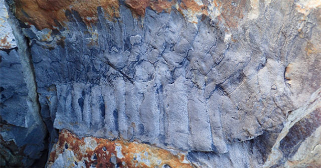 Discovered an ancient fossil as big as a crocodile